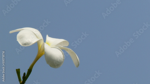 White orchid on blue background.