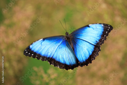 Woman holding beautiful Blue Morpho butterfly outdoors, closeup