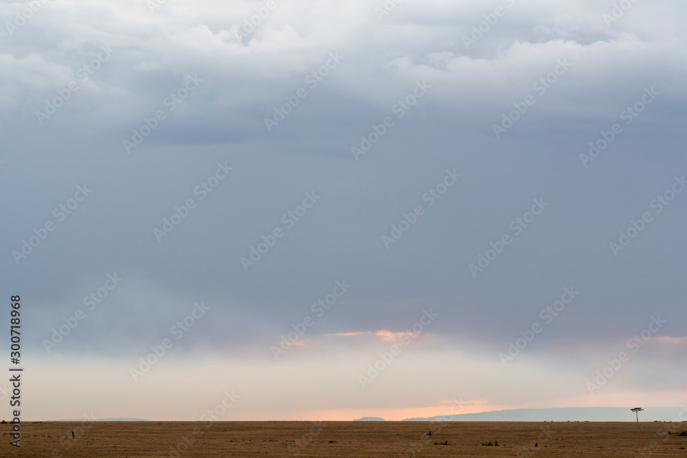 Lonely tree spotted in vast landscapes of Maasai Mara and beautiful sunset glowing in the sky