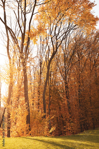 Beautiful trees with golden leaves in park. Autumn season