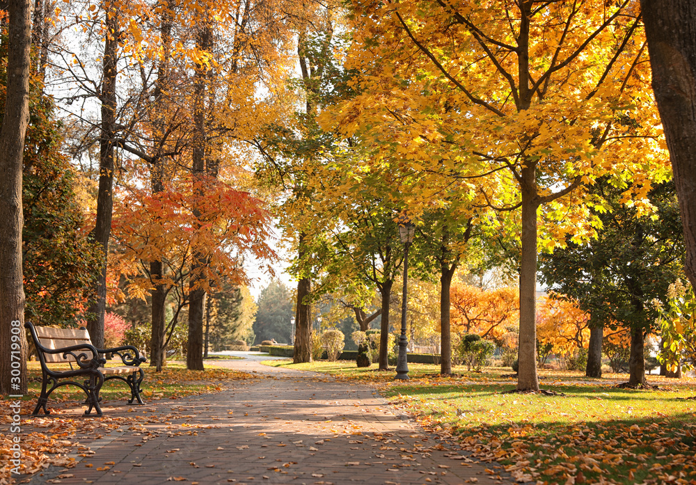Naklejka premium Beautiful autumn park with trees and yellow leaves on sunny day
