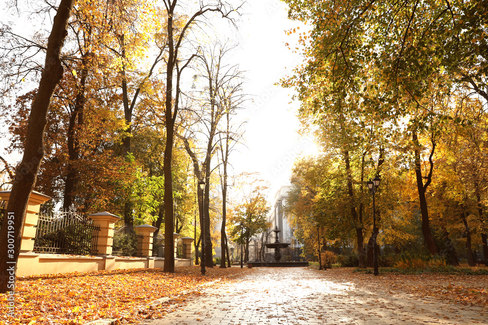 Fototapeta premium Piękne drzewa z żółtymi liśćmi w słonecznym jesiennym parku