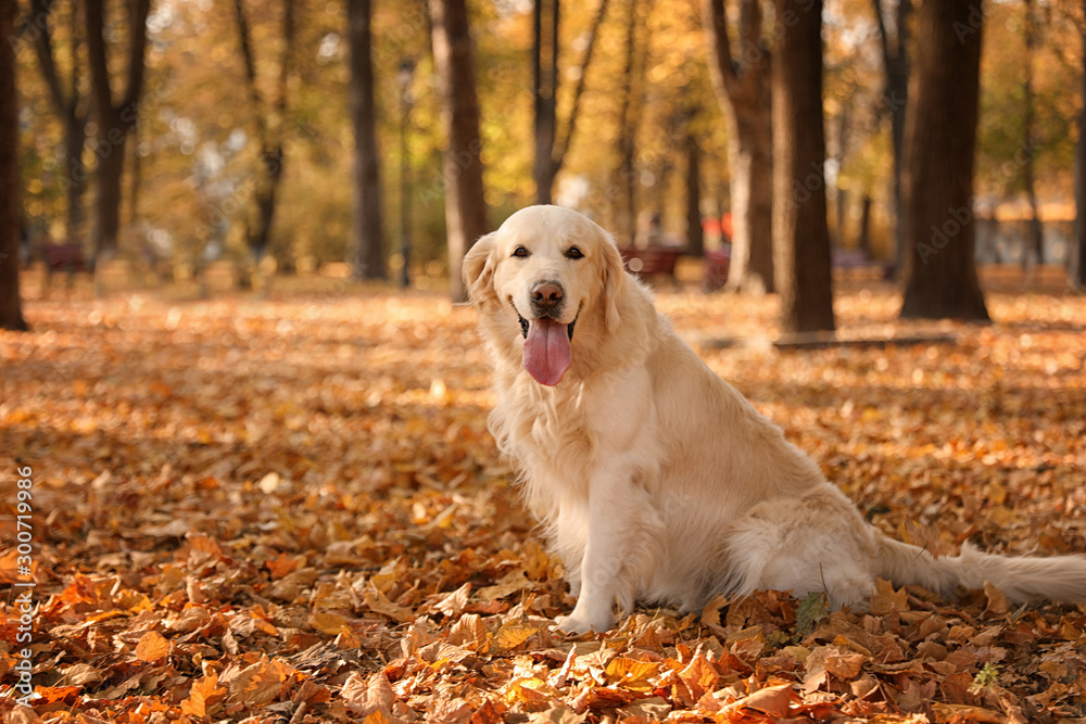 Funny Golden retriever in beautiful autumn park Funny Golden retriever in beautiful autumn park