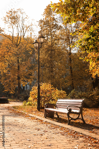 Bench near beautiful trees in sunny autumn park