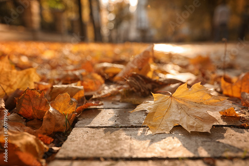 Dry leaves on paved street in sunny autumn park, closeup