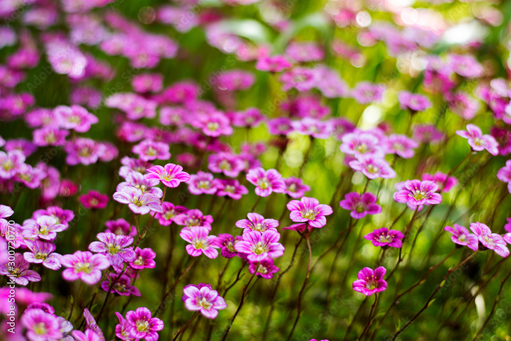 Army of purple primroses in a field under the sunlight Army of purple primroses in a field under the sunlight