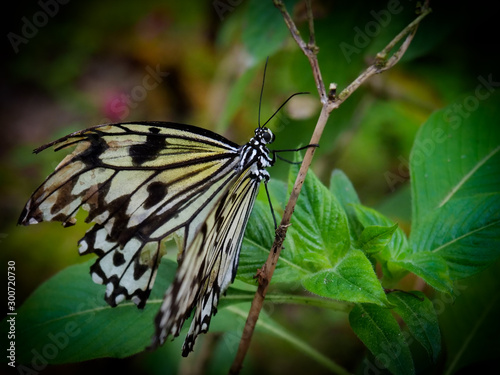 Papillon blanc et noir posé sur une branche