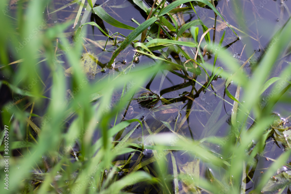 Frog in a pond. It is waiting for a fly Frog in a pond. It is waiting for a fly