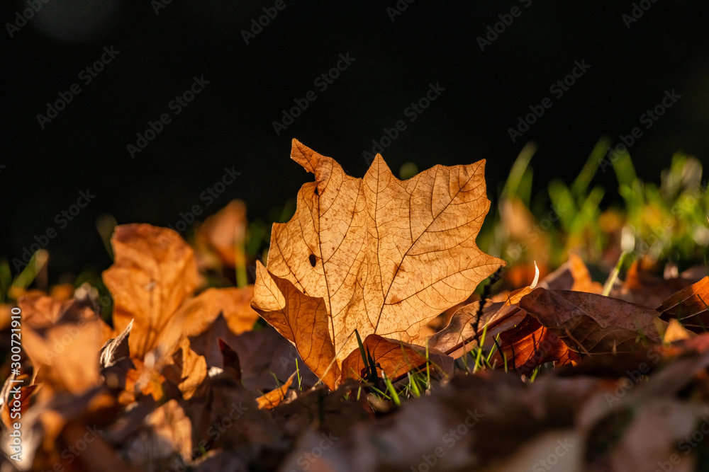 Autumn leaves fallen on the ground Autumn leaves fallen on the ground