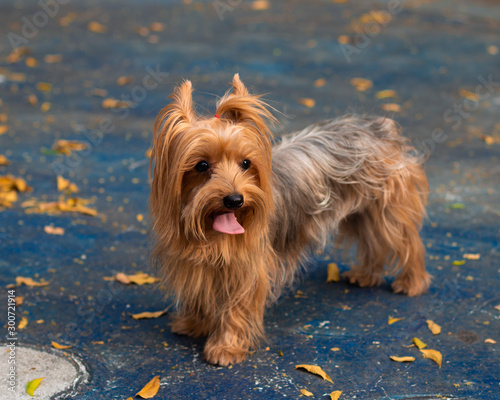 yorkshire terrier on a blue background