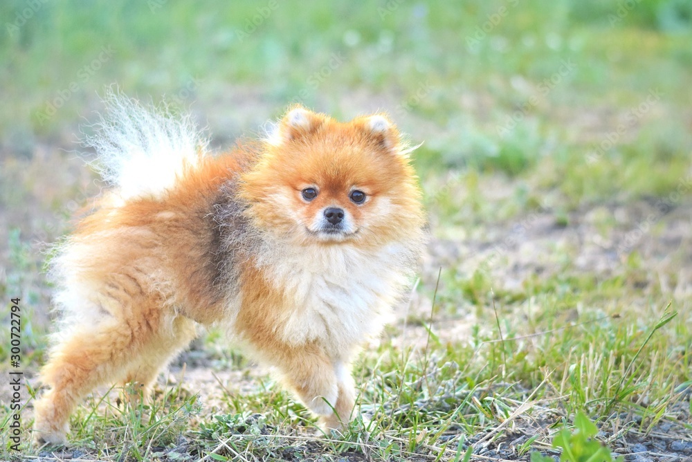 Pomeranian spitz puppy with fluffy orange fur and a curious look on blurred summer background. Cute pomeranian spitz puppy. Small pet. Little dog Pomeranian spitz puppy with fluffy orange fur and a curious look on blurred summer background. Cute pomeranian spitz puppy. Small pet. Little dog