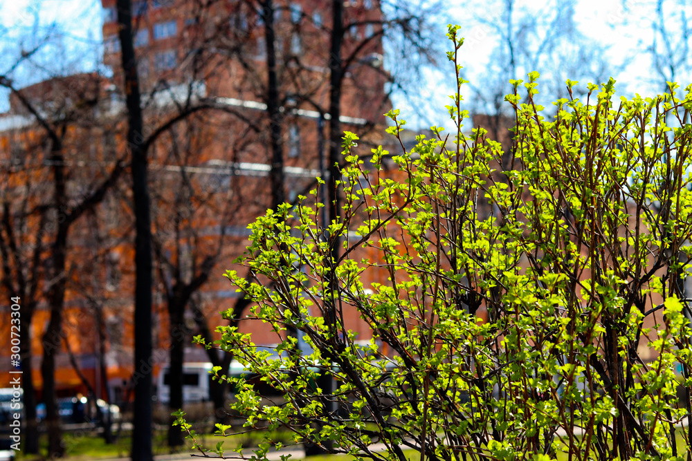 Fototapeta premium Green blooming bush in a cozy city park