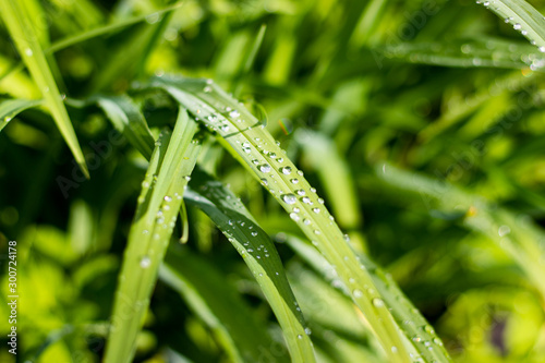 Fresh grass with dew on a sunny day