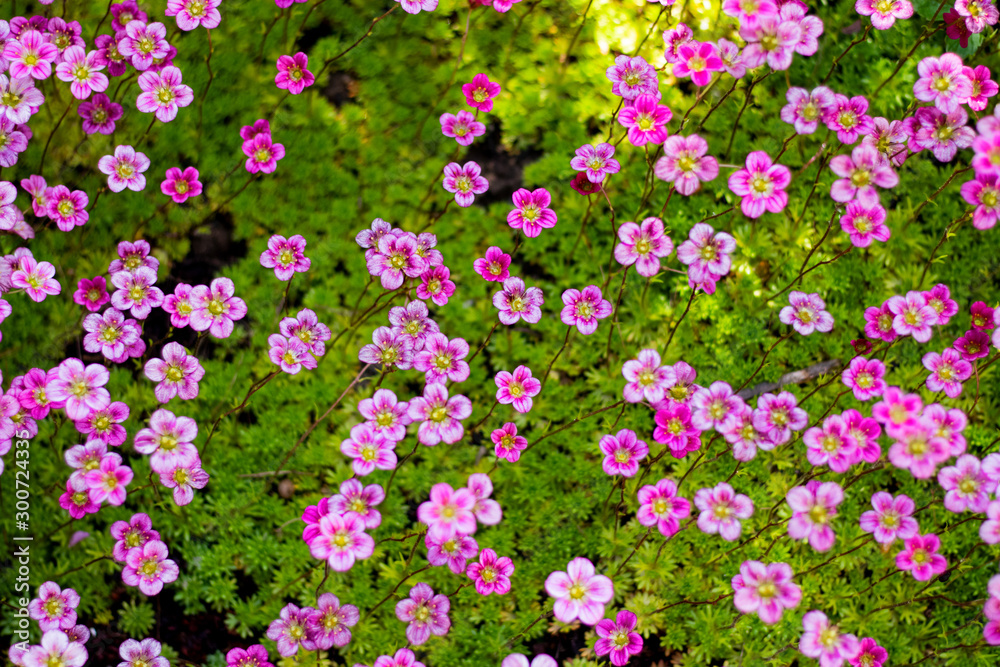 Primroses view from the top, green grass below Primroses view from the top, green grass below