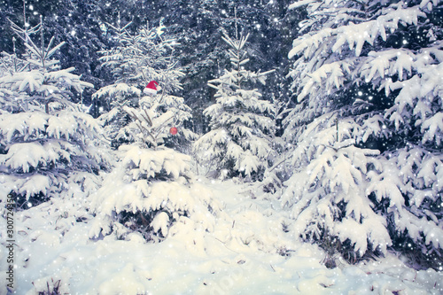 Red Santa Claus hat on the fir tree in winter forest. Christmas background.