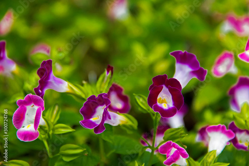 Wishbone Flower or Bluewings (Torenia fournieri) photo