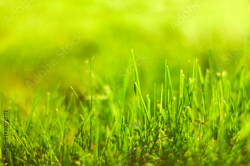 Green grass with sunlight. Nature background. Spring field, meadow