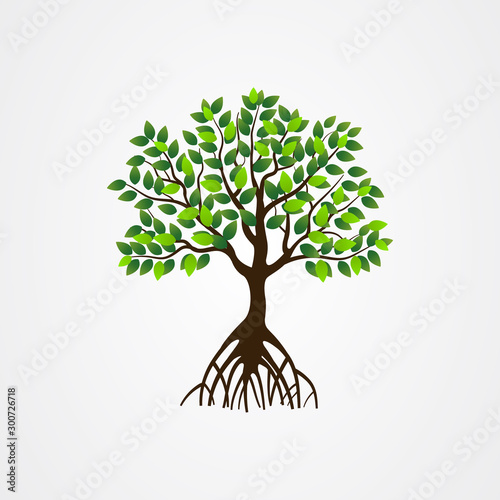 Mangrove tree with roots and green leaves vector illustration. photo