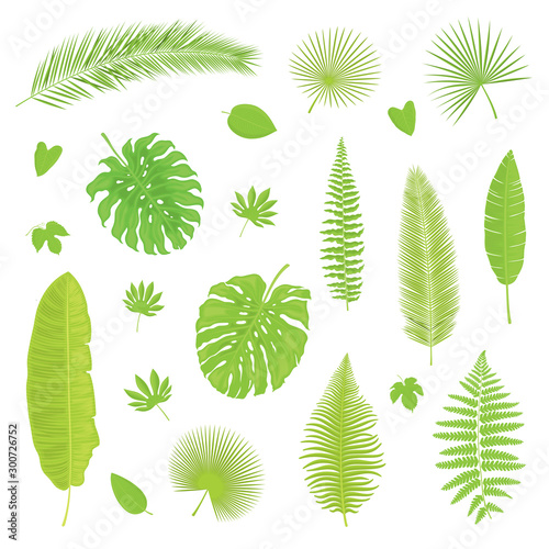 Fototapeta Naklejka Na Ścianę i Meble -  Vector set of isolated, colorful, detailed tropical leaves on white background. Illustration for design. 