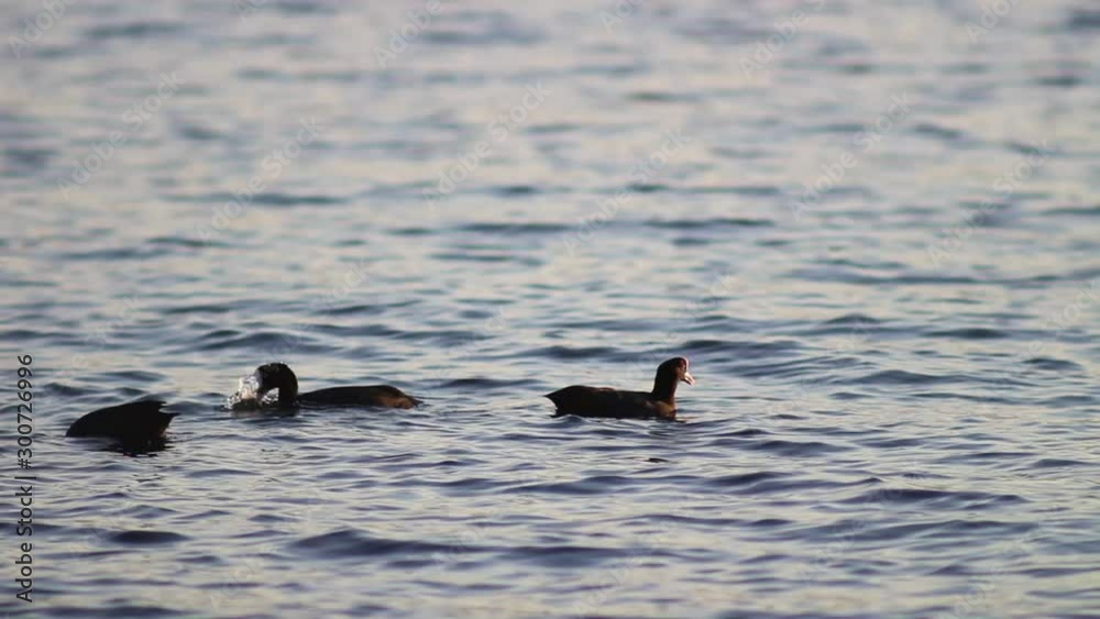 cormorants on the sea cormorants on the sea