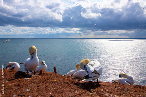 Basstölpel auf Helgoland beim Fliegen und der Aufzucht des Nachwuchses