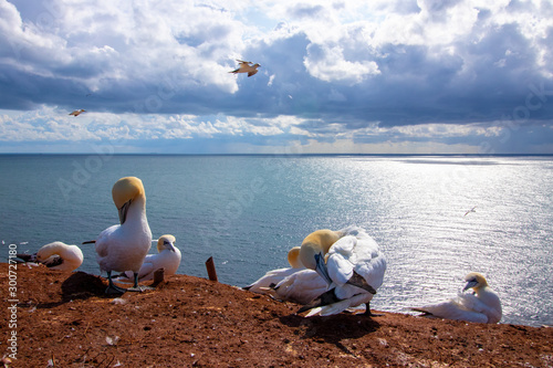 Basstölpel auf Helgoland beim Fliegen und der Aufzucht des Nachwuchses