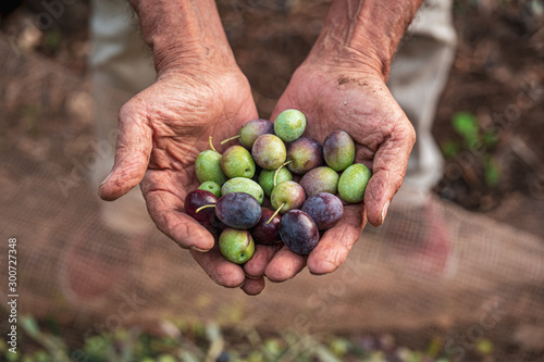 The seasonal harvest of olives in Puglia, south of italy