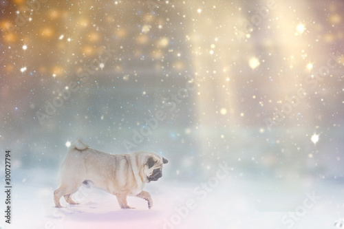 the pug dog is running on a snowy pathway and his owner follows him in the background, magic foggy atmosphere in the woods, cold winter morning