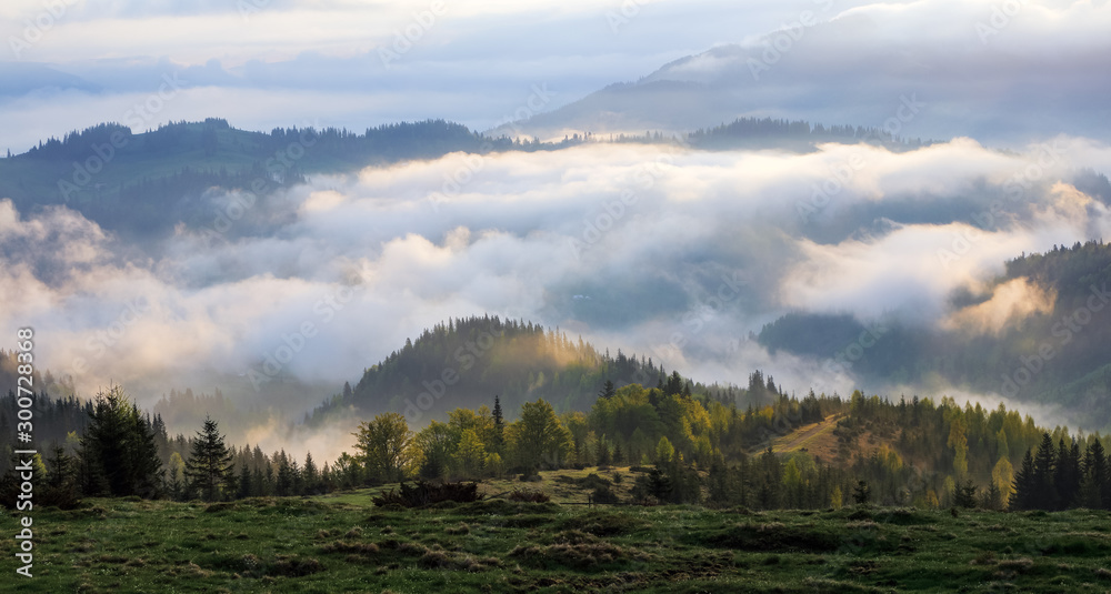 Dense fog with amazing light. A beautiful landscape with high mountains. Majestic spring morning. Location place Carpathian national park, Ukraine, Europe.