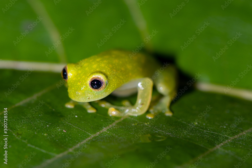 Fleischmann's Glass Frog (Hyalinobatrachium fleischmanni), Coto Brus, Costa Rica Fleischmann's Glass Frog (Hyalinobatrachium fleischmanni), Coto Brus, Costa Rica