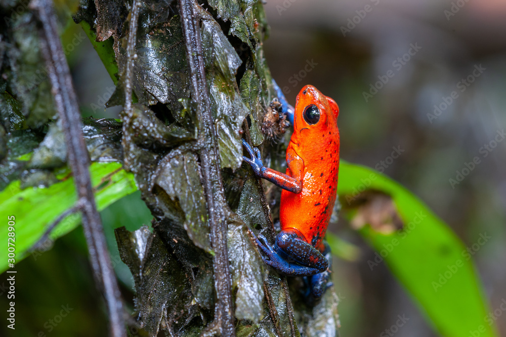 Strawberry PoisonDart Frog (Oophaga pumilio) on a tree in tropical