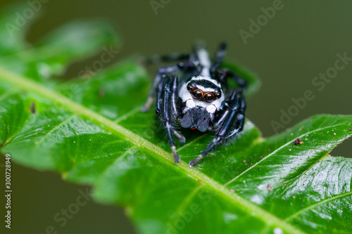 Jumping Spider (Phiale formosa) in Costa Rica photo