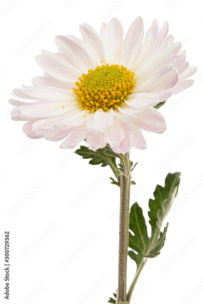 Light pink chrysanthemum flower, isolated on white background