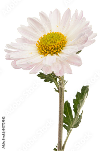 Light pink chrysanthemum flower  isolated on white background