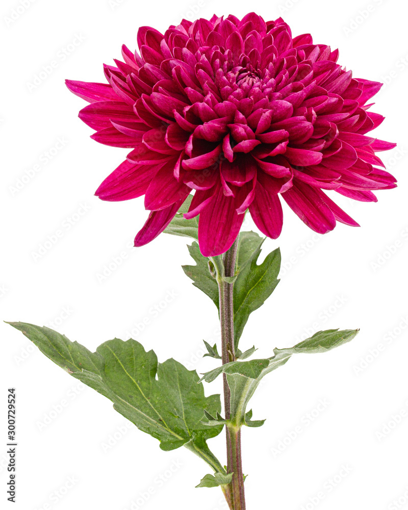 Red chrysanthemum flower, isolated on white background