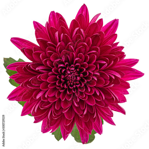 Red chrysanthemum flower, isolated on white background