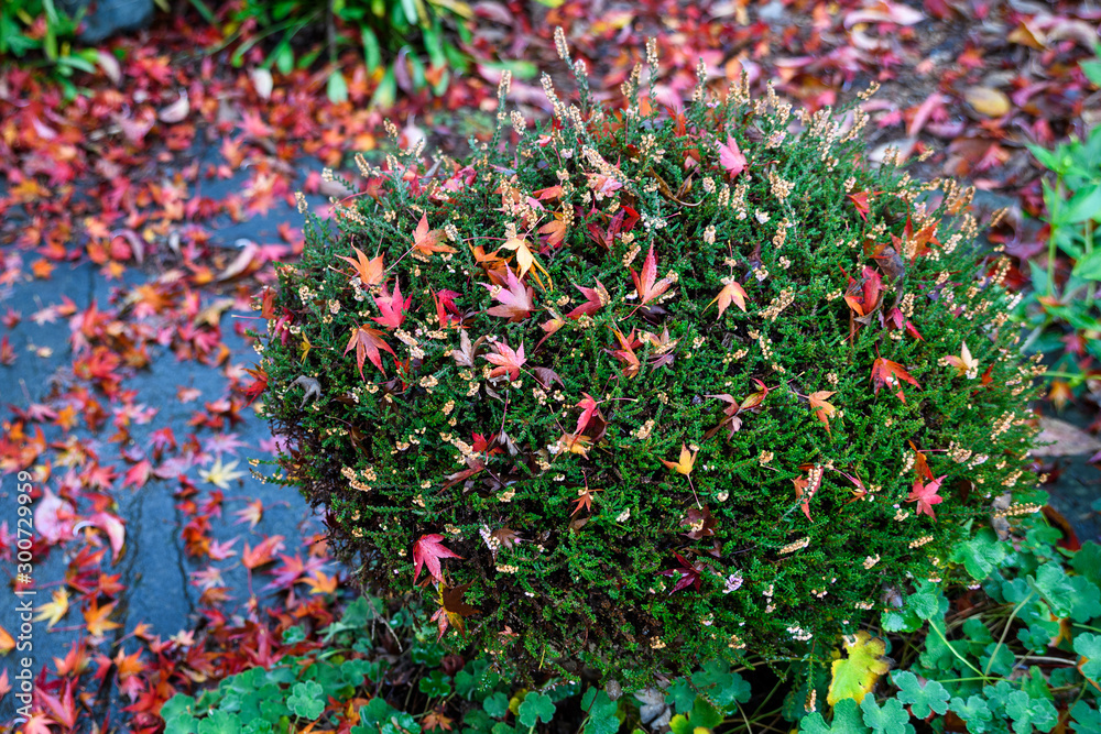 Colorful fall maple leaves on a heather bush and patio in a garden Colorful fall maple leaves on a heather bush and patio in a garden