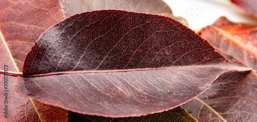 Autumn leaves on white background