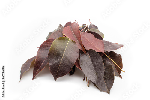 Autumn leaves on white background