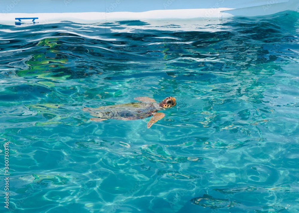 Sea turtle taking a breath, Turtle Spotting Tour in Zakynthos, Greece