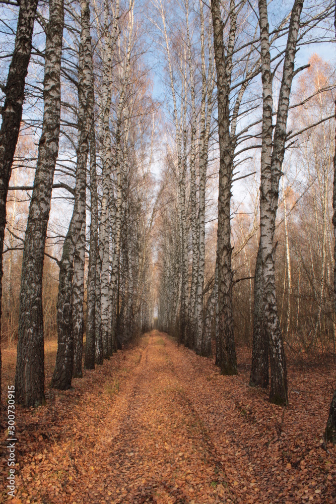 Fototapeta premium road in the forest