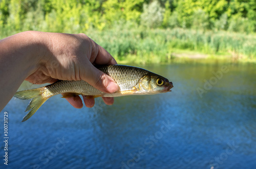 chub fish caught in the hand close-up