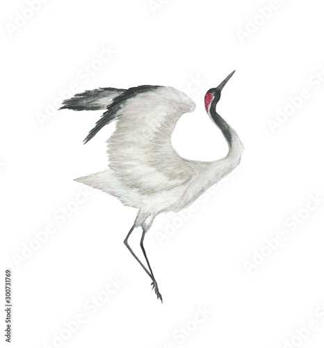 Watercolor painting a dancing heron isolated on white photo
