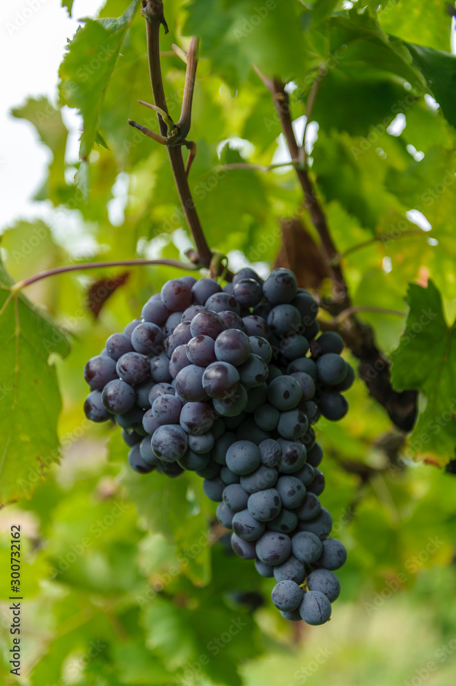 Blaue Weintrauben am Rebstock