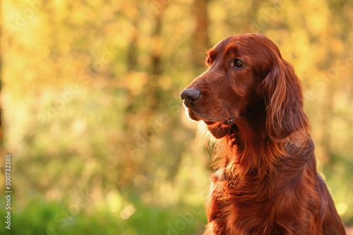 Obraz na płótnie Irish red setter portrait on green grass background, outdoors, horizontal