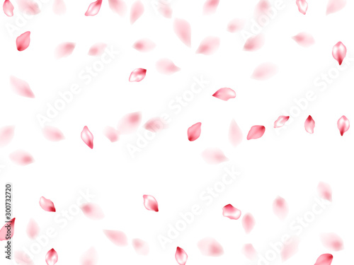 Pink sakura flower flying petals isolated on white vector background.