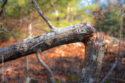A dead and broken tree in a forest