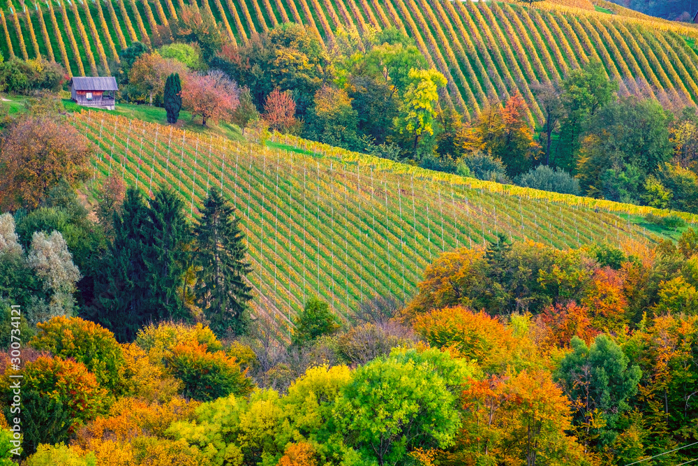 Fototapeta premium Vineyards in autumn
