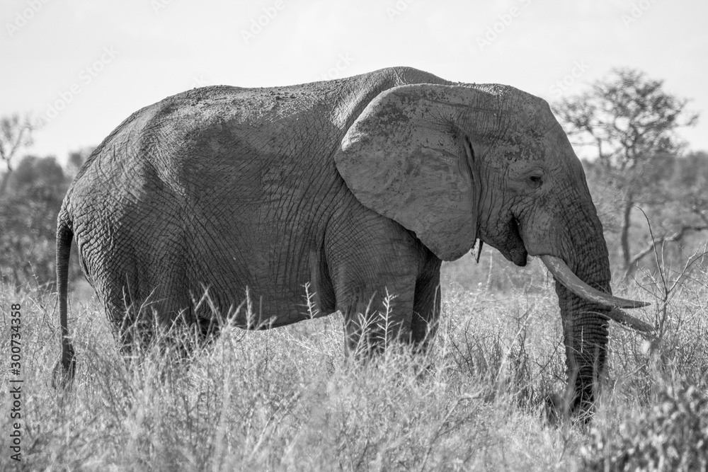 Elefant s/w