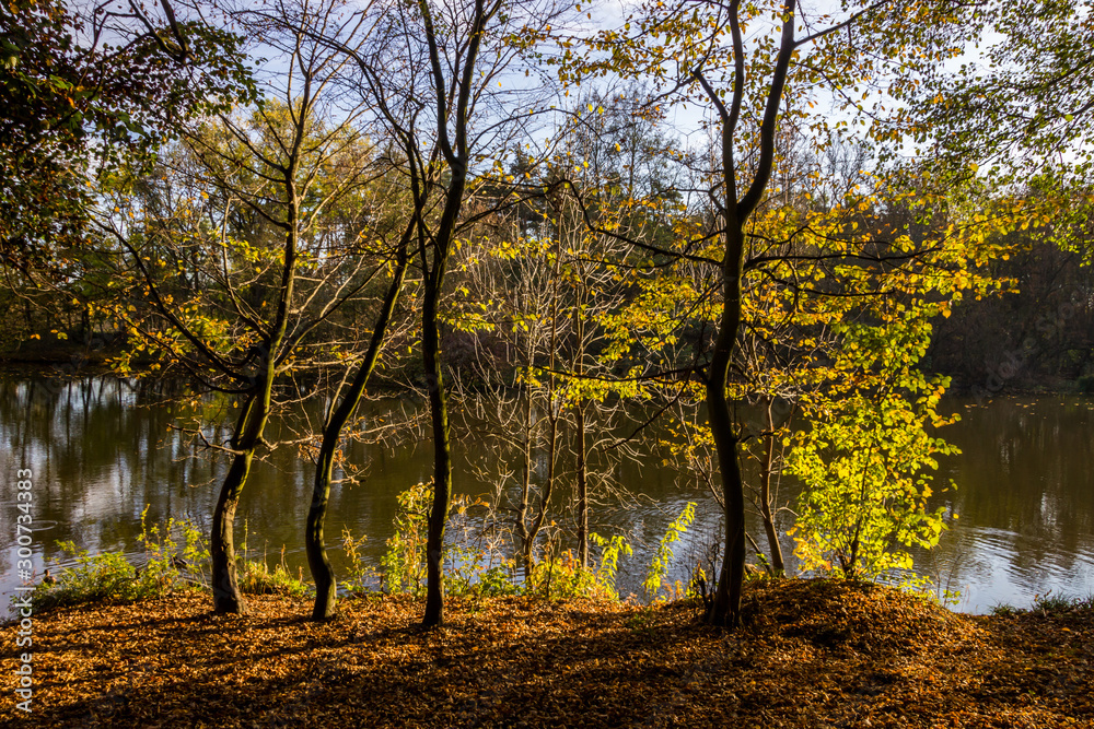Fototapeta premium colorful leaves in autumn park